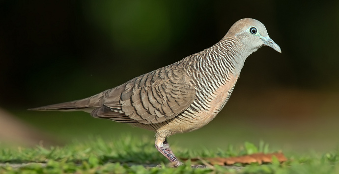 Burung Perkutut