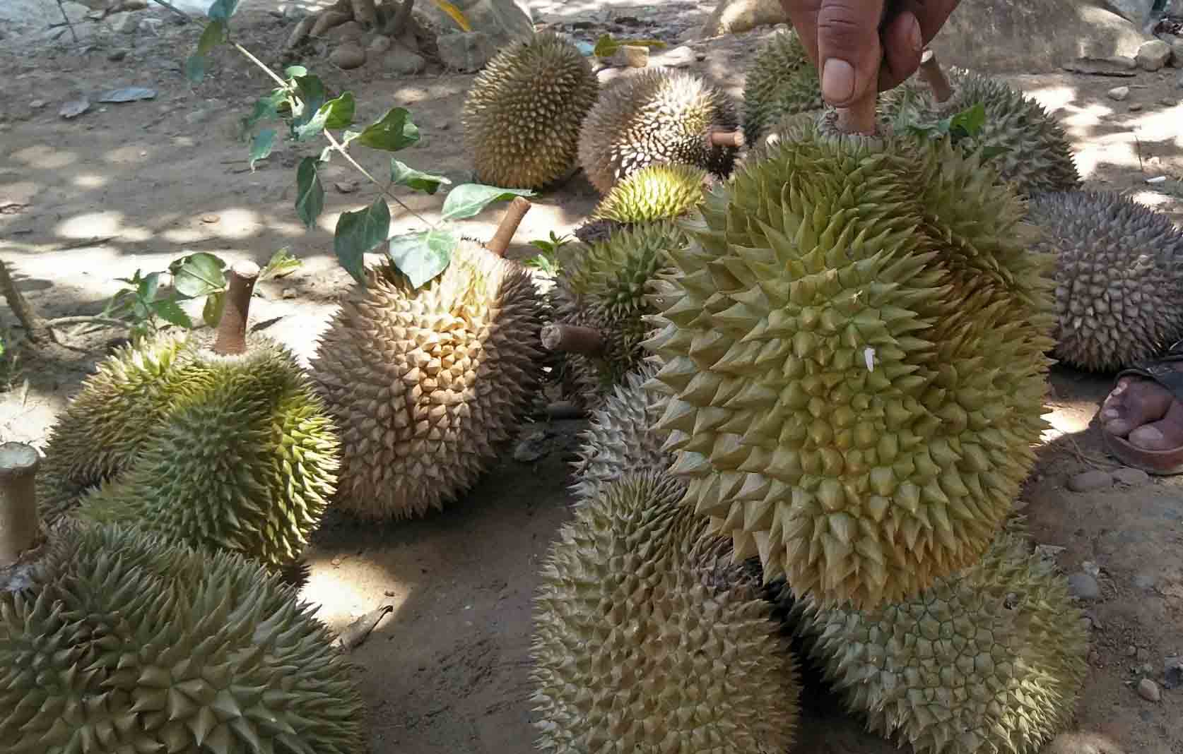 Pantun Lucu Tentang Durian, Raja Buah yang Sangat Memikat