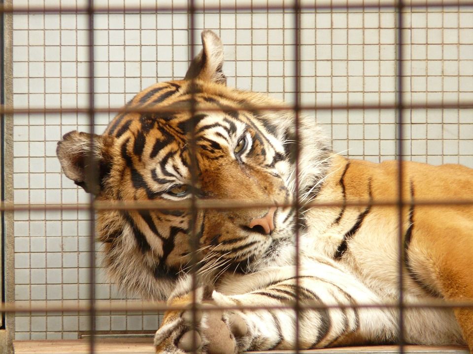 Kandang Macan