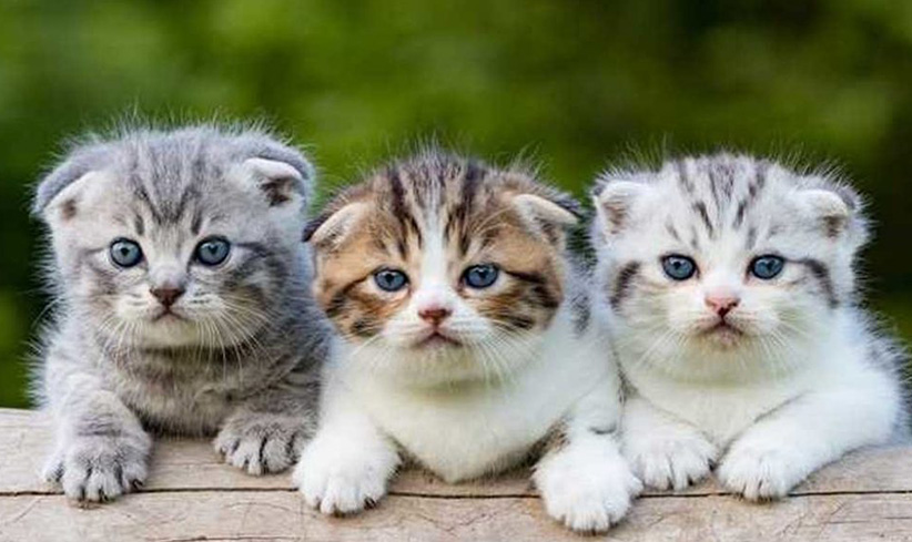 Nama Kucing Lucu Ngakak Gambar Ngetrend dan VIRAL