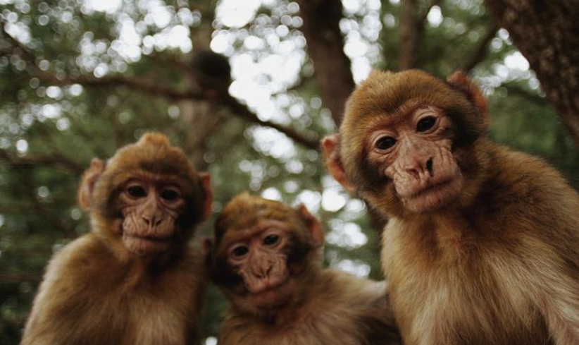Фото двух обезьянок смешных